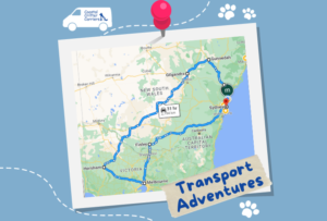 Coastal Critter Carriers Interstate Pet Transport Sydney to Melbourne Safe Reliable Pet Travel Service